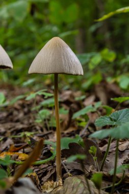 Çimlerle çevrili bir makro mantar ya da Latince Cins Conocybe 'ye yakın plan.