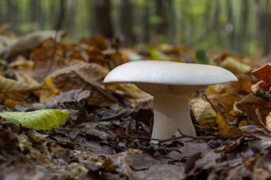 Edible mushroom Clitocybe nebularis in the beech forest. Known as Lepista nebularis, clouded agaric or cloud funnel. Wild mushrooms in the leaves. Autumn time in the forest.