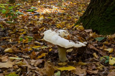Lactifluus vellereus eskiden ormandaki Lactarius vellereus mantarıydı..