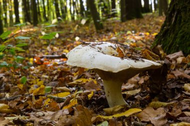 Lactifluus vellereus eskiden ormandaki Lactarius vellereus mantarıydı..