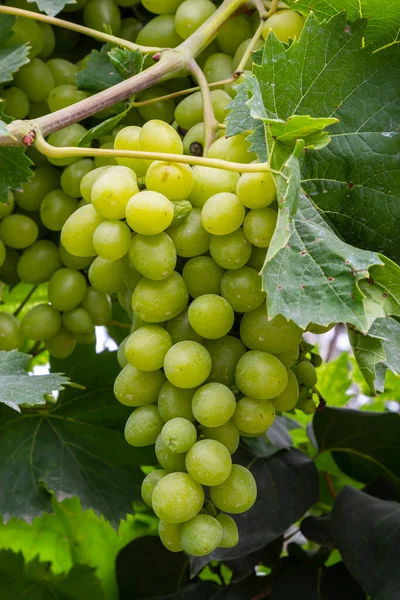 Ripe Grapes Grow Bushes Bunch Grapes Harvest — Stock fotografie