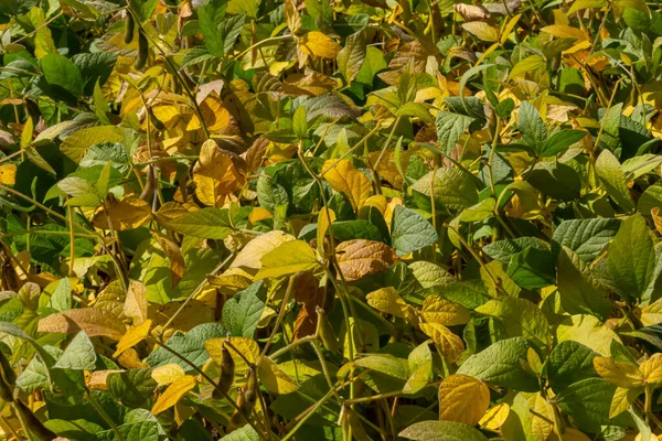 Stock image soybean shell in the soybean field. yellow and brown pods. Productivity improvement technology.