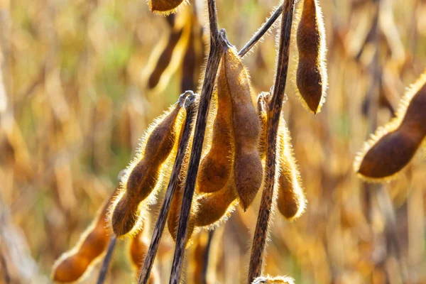 stock image Soybean fields. Ripe golden-yellow soybean pods at sunset. Soybean field in the golden glow. Blurred background, shallow depth of field The concept of a good harvest. Macro.