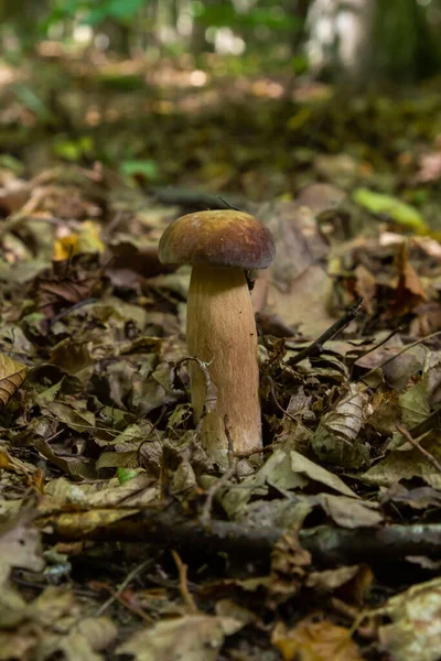 Penny Bun Fungus Boletus Edulis Growing Forest — Foto de Stock