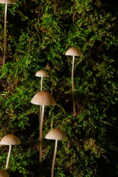 Mushroom Mycena galopus grows on green moss in the forest.