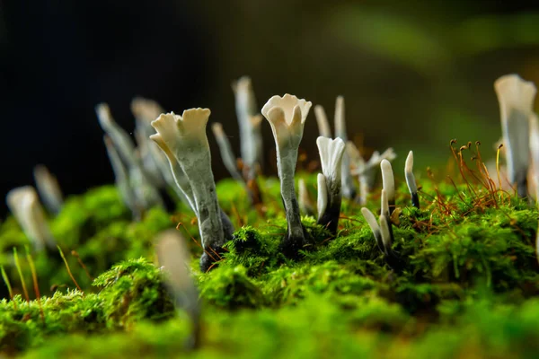 Amazing Litte Mushroom Looks Branches Drops Dew Xylaria Hypoxylon — Stock Photo, Image