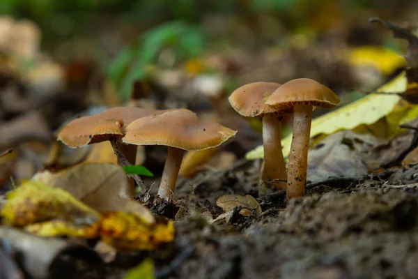 Gymnopus Hariolorum 蘑菇上的老树桩 — 图库照片