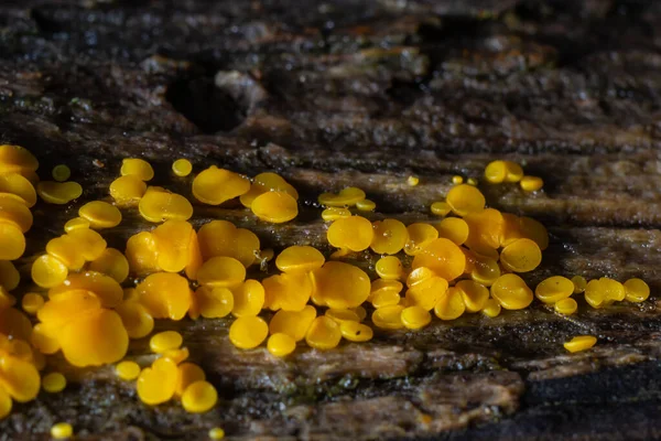 非常に小さな真菌黄色の妖精のカップやレモンのディスコ ビスポレラシトリナ 古い湿った木の上に — ストック写真