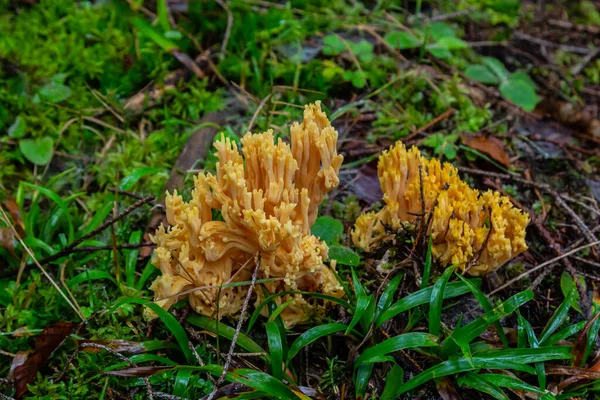 stock image yellow edible coral mushroom Ramaria flava mushroom in the forest, close-up.
