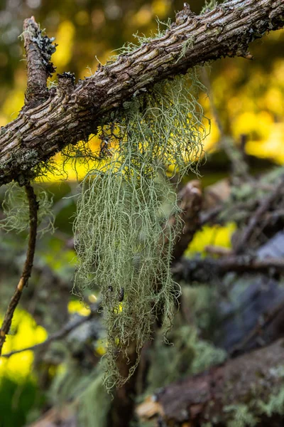 Closeup Lichen Usnea Filipendula Parasite Plant Tree Branch Photo Taken — Stock Photo, Image