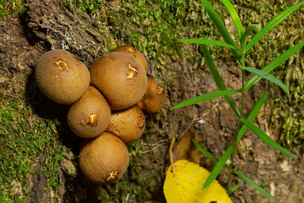 Лесной Грибок Обыкновенный Гриб Lycoperdon Perlatum Растет Зеленом Мхе Осеннем — стоковое фото