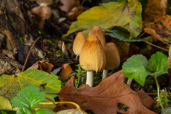Coprinellus Micaceus Growing Rotten Stumb Many Little Mica Cap Mushrooms — Stok fotoğraf