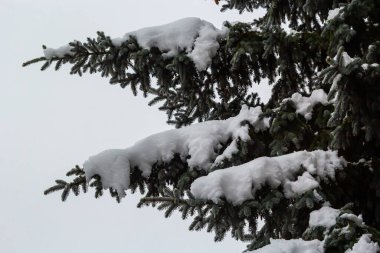 Spruce branch with small green needles under fluffy fresh white snow close-up.