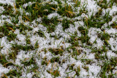 Green grass under first white snow background, pattern texture for use in print design.