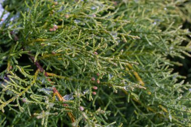beautiful snow-covered green thuja branches. Green plant winter background.