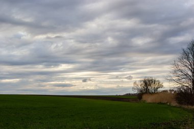 View of a spring plowed field, a tree, and a beautiful sky with clouds.