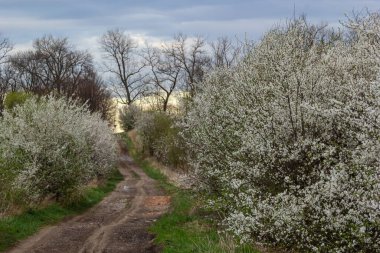 Alley of flowering cherry trees and dirt road, springtime view.