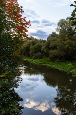 Autumn foliage is reflected in the river. Riverside environmnet of autumn river.