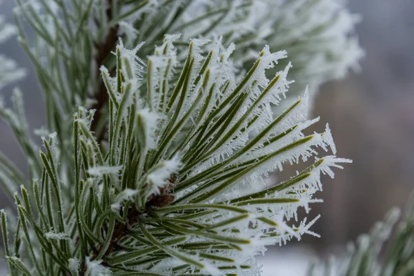 Snow Covered Pine Trees Branches Covered Snow Frost Perfect Wintry — Stock Photo, Image