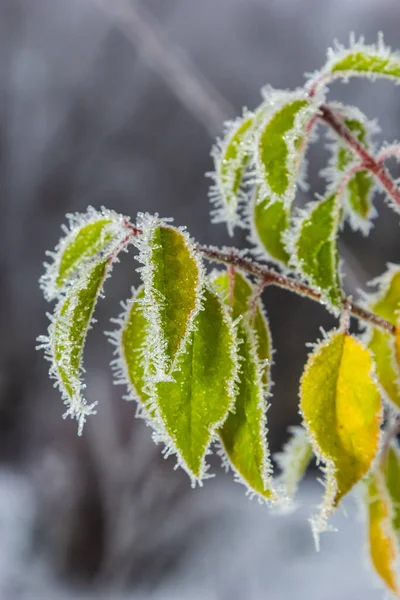 Autumn Yellow Leaf Branch Frost Needles Morning Frost Rime Late — Stock Photo, Image