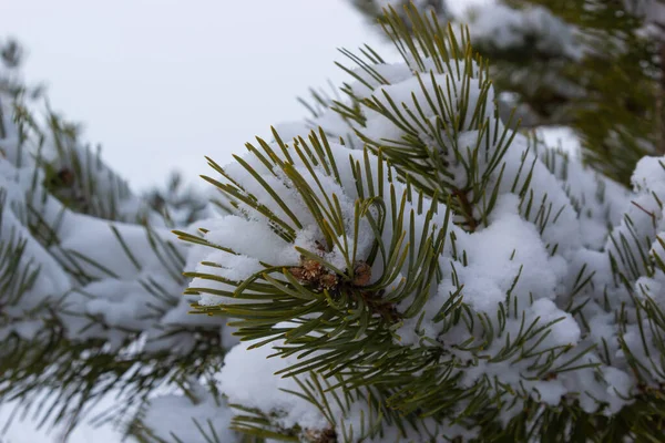 Schneebedeckte Kiefern Äste Mit Schnee Frost Bedeckt Perfekte Winterliche Tapeten — Stockfoto