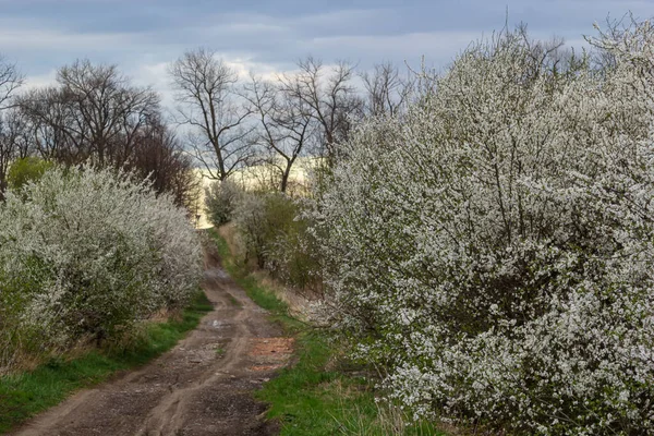 stock image Alley of flowering cherry trees and dirt road, springtime view.