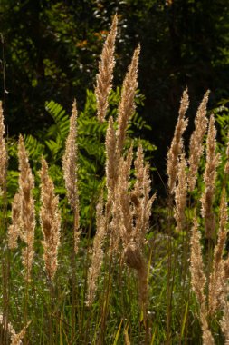 Calamagrostis epigejos, uzun sürünen bir rizomu olan ince bacaklı bir bitkidir..