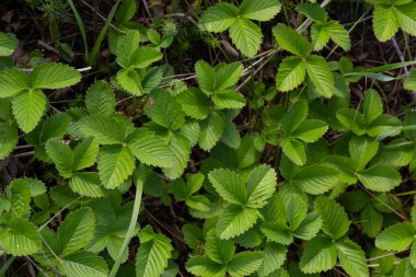 Bahçedeki yeşil çilek yapraklarının yakın görüntüsü. Yazın yeşil bir çilek çalısı. Seçici odak, bulanık arkaplan.