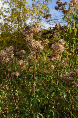 Aşırı gelişmiş kenevir tarımı bitkisinin tohumları, seçici odak noktası bokeh arkaplan - Eupatorium cannabinum.