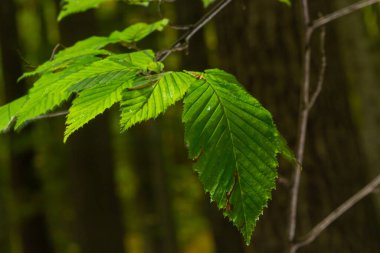 Ortak boynuz kirişi genellikle bahçelerde ve parklarda ekilen süs ağacı olarak yetiştirilir..