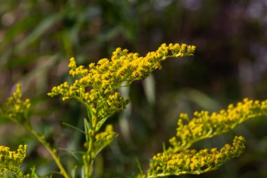 Ağustos ayında sarı Solidago çiçekleri. Solidago canadensis, Asteraceae familyasından uzun ömürlü bir bitki türü..