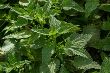 Yeşil yapraklı ısırgan otu dioksiti doğal çalılıklarda yetişir..