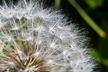 Karahindiba soyut arka plan. Güzel beyaz tüylü karahindibalar, gün ışığında karahindiba tohumları. Bulanık yeşil bahar arka planı, makro, seçici odak, kapat.