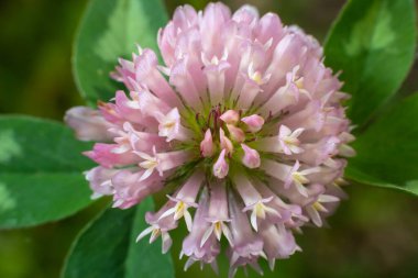 Clover Trifolium pratense ya da trefolil çiçek bitkisinin makro çekimi ilkbahar ya da yaz mevsiminde güneş ışığı altında bulanık doğa arkaplanı.