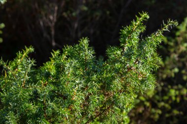 Juniperus communis, Cupressaceae familyasından bir kozalak türüdür. Yeşil bulanık bokeh arkaplan üzerinde ardışık ardıç komünü dalları.