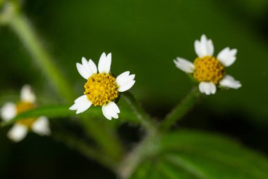 Yakın plan fotoğraf Galinsoga quadriradiata, Asteraceae familyasından birçok yaygın isimle bilinen, tüylü asker, Peru papatyası, tüylü galinsoga türü..