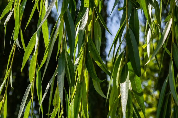 Trauernde Goldene Weide Ist Der Beliebteste Und Weitesten Verbreitete Trauerbaum — Stockfoto
