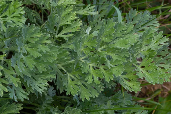 Artemisia Absynt Jest Wieloletnią Rośliną Rodziny Astrowatych Kultura Lecznicza Spożywcza — Zdjęcie stockowe