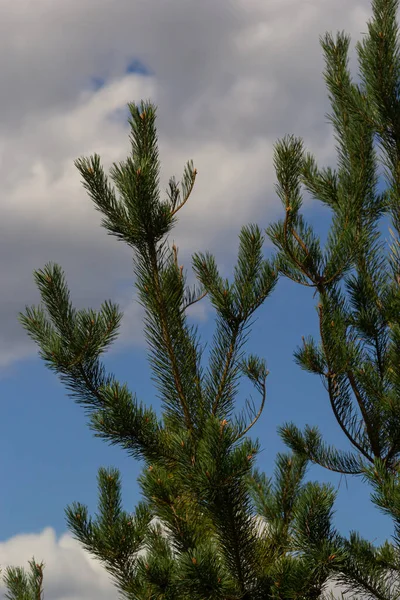 Çam Ağaçları Yakın Plan Gökyüzü Manzarası Bir Yaz Günü Bulutlarla — Stok fotoğraf