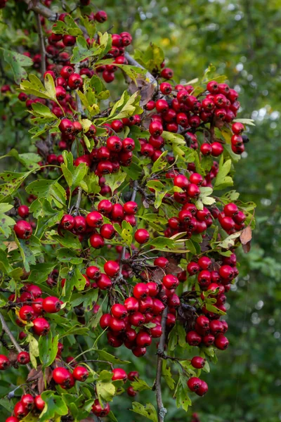 Espinheiro Com Frutas Vermelhas Crataegus Monogyna Fundo Bonito Natural — Fotografia de Stock