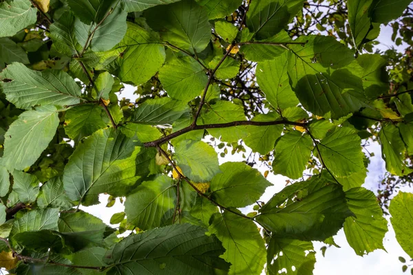 Ярко Зеленые Листья Обыкновенного Орешка Нежных Ветвях Красиво Подсвечены Лесу — стоковое фото
