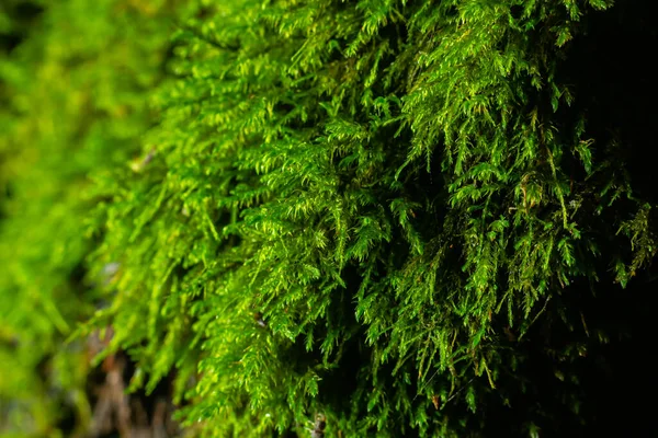 Grünes Moos Hintergrund Textur Schön Der Natur — Stockfoto