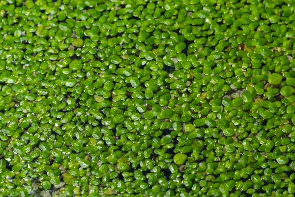 Pato Verde Erva Lemna Menor Flutuando Água Lagoa — Fotografia de Stock