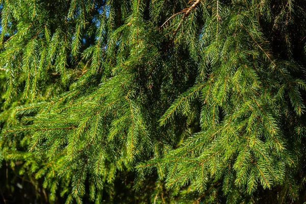 Soft Focus Close Branches Green Spruce Blurred Background Sunset Light — Stock Photo, Image
