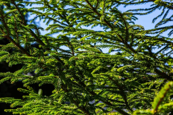 Rami Con Coni Abete Rosso Europeo Picea Abies Uno Sfondo — Foto Stock