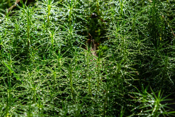 苔の詳細ポリトリクムコミューン Plonik 自然背景 トップビュー クローズアップとして知られています — ストック写真