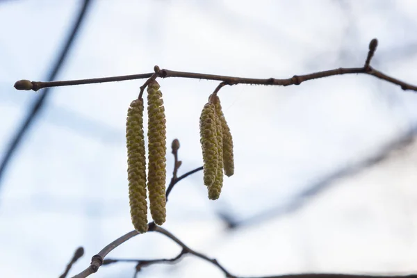 Közönséges Mogyoró Corylus Avellana Tavasszal Virágzik Erdőben — Stock Fotó