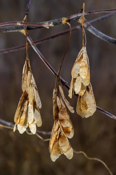 Сухие Кленовые Семена Свисающие Ветке Осенью — стоковое фото