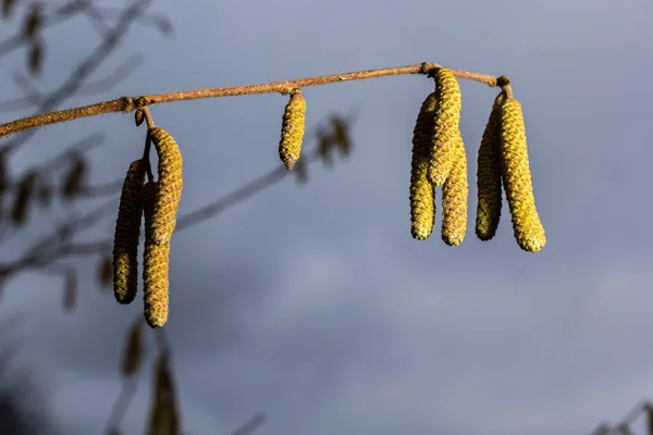 stock image Common hazel Corylus avellana, in the spring blooms in the forest.