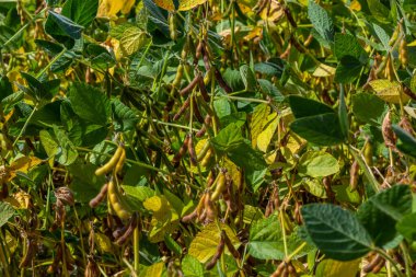 Soya fasulyesi makrosu. Soya fasulyesi hasadı, tarım baklagilleri. Soya fasulyesi tarlası - kuru soya kabuğu.